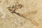 Plant Fossil (Pos/Neg) - Green River Formation, Wyoming #248227-4